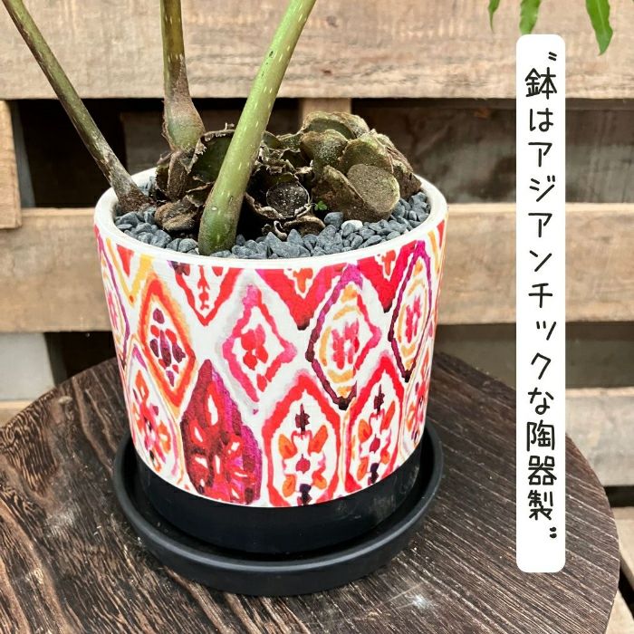 観葉植物現品販売