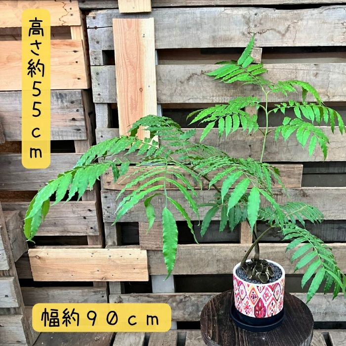 観葉植物現品販売