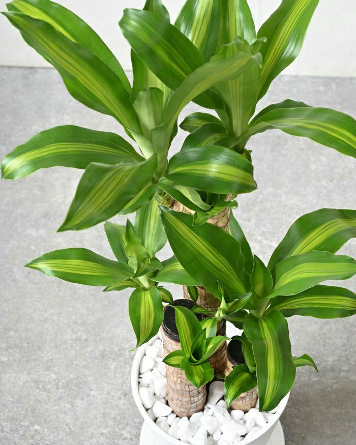 幸福の木 7号 セラアート鉢 観葉植物