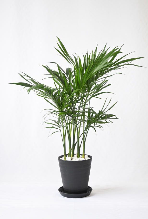 メキシコケンチャヤシ 7号 セラアート鉢 観葉植物