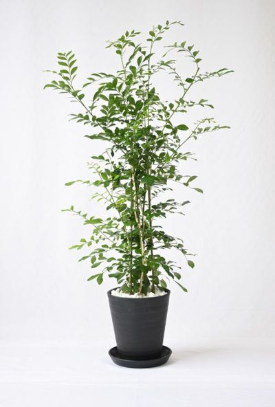 シルクジャスミン ゲッキツ 7号 セラアート鉢 観葉植物