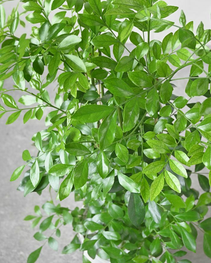 シルクジャスミン ゲッキツ 7号 セラアート鉢 観葉植物