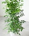 シルクジャスミン ゲッキツ 7号 セラアート鉢 観葉植物