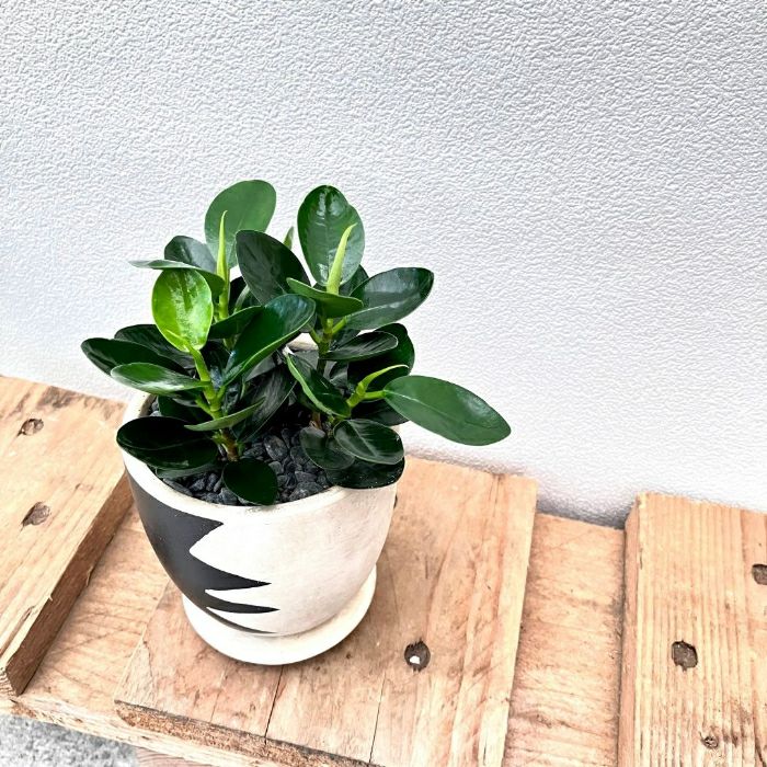 観葉植物現品販売