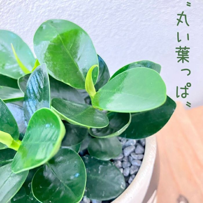観葉植物現品販売