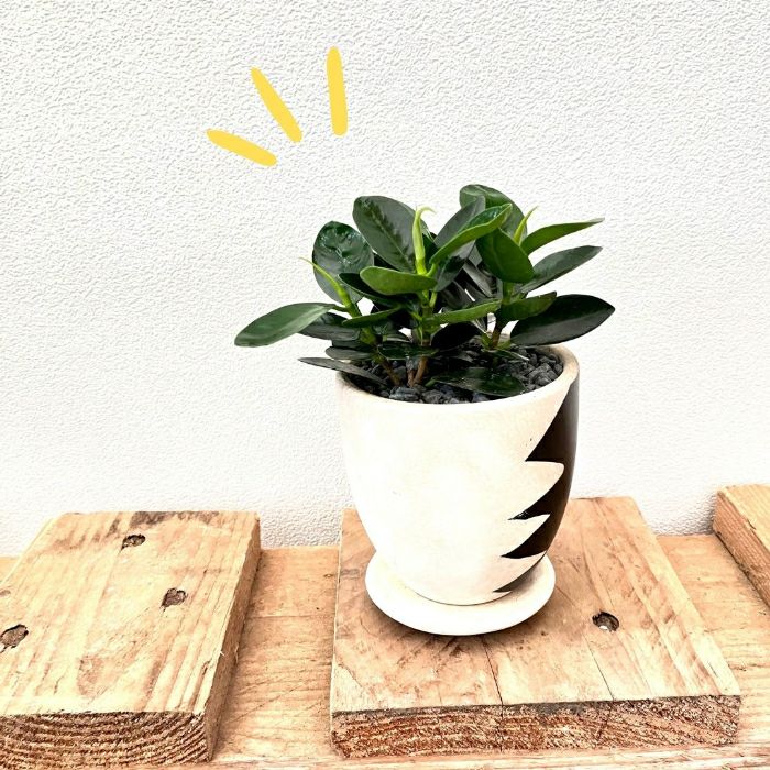 観葉植物現品販売