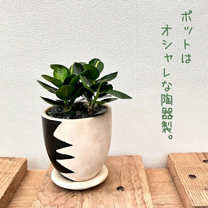 観葉植物現品販売