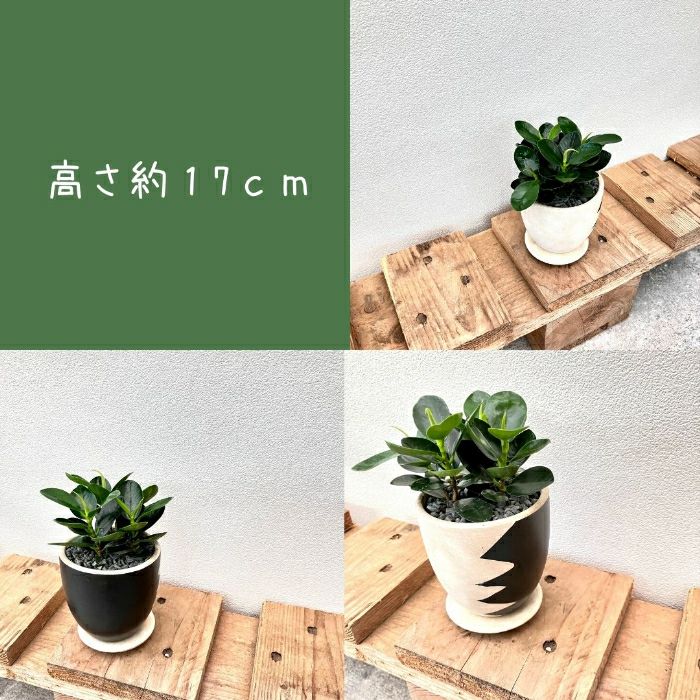 観葉植物現品販売