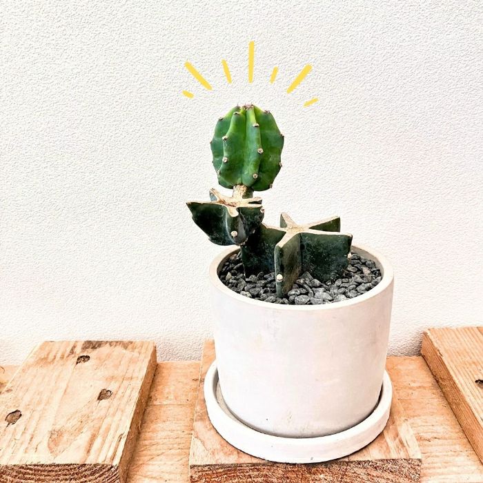 観葉植物現品販売