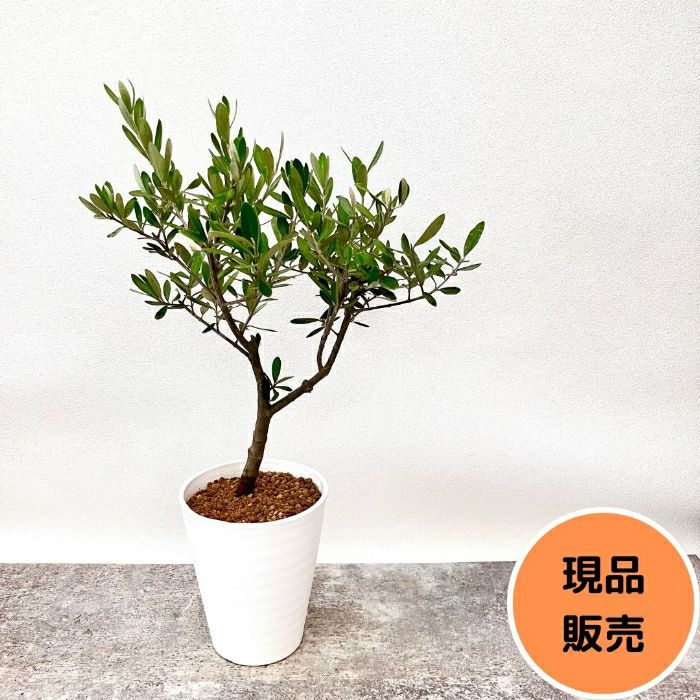 観葉植物現品販売