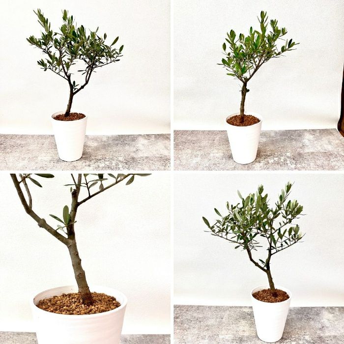 観葉植物現品販売