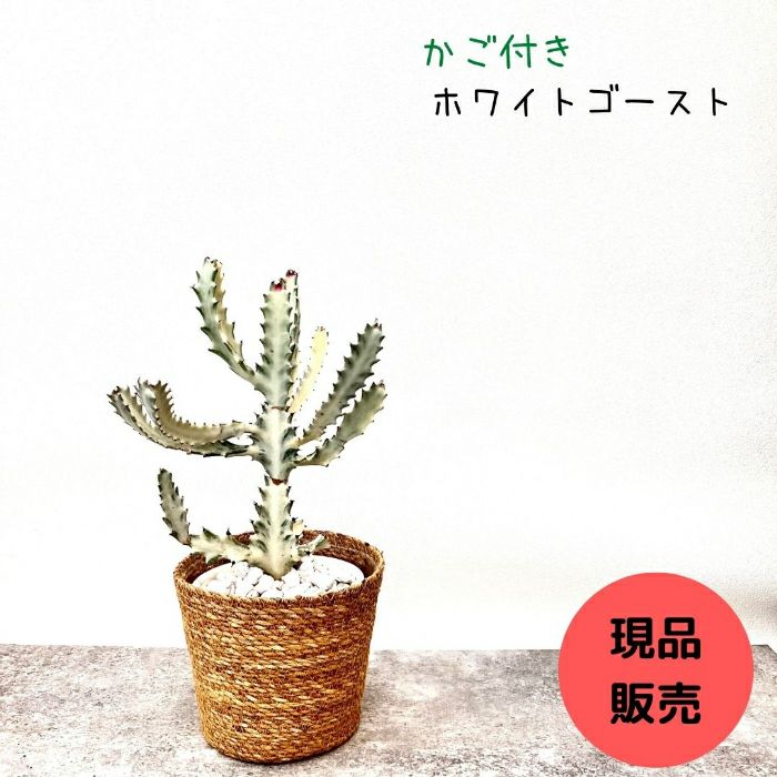 観葉植物現品販売