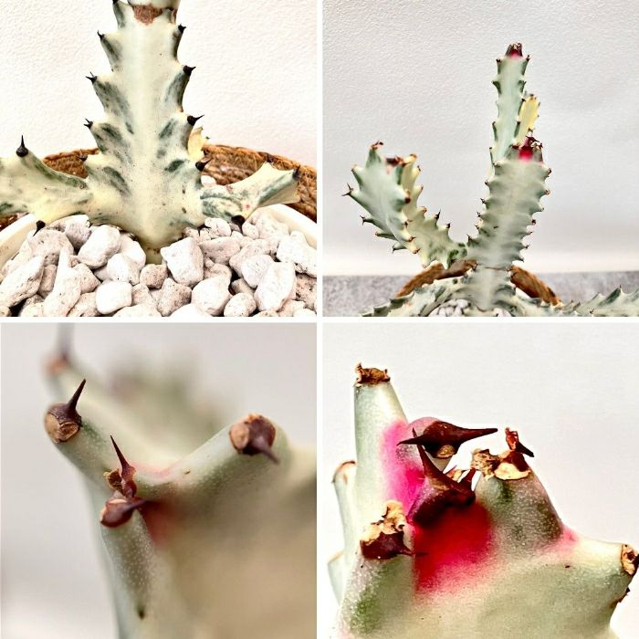 観葉植物現品販売