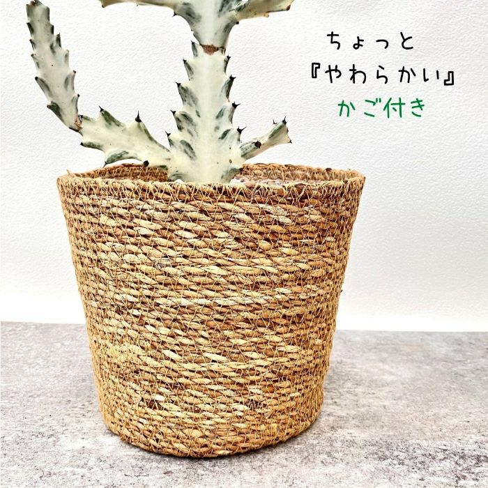 観葉植物現品販売