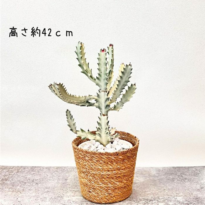 観葉植物現品販売