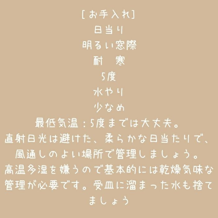 観葉植物現品販売