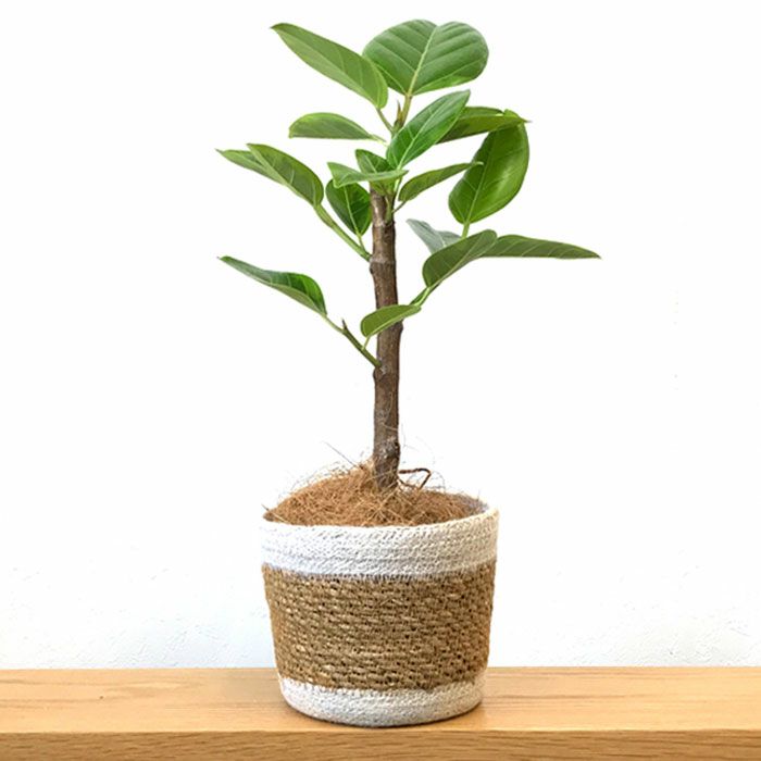 観葉植物 数量限定 フィカス・アルテシーマ ナチュラルバスケットカバー付