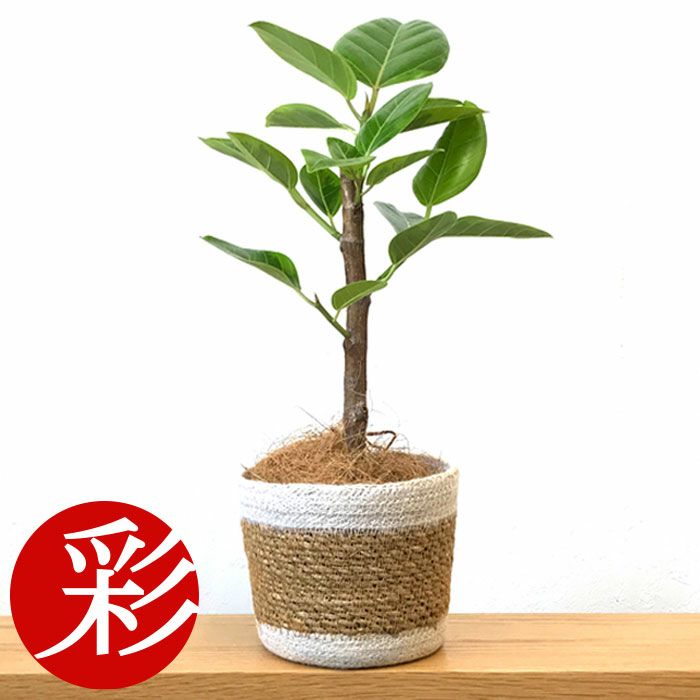 観葉植物 数量限定 フィカス・アルテシーマ ナチュラルバスケットカバー付