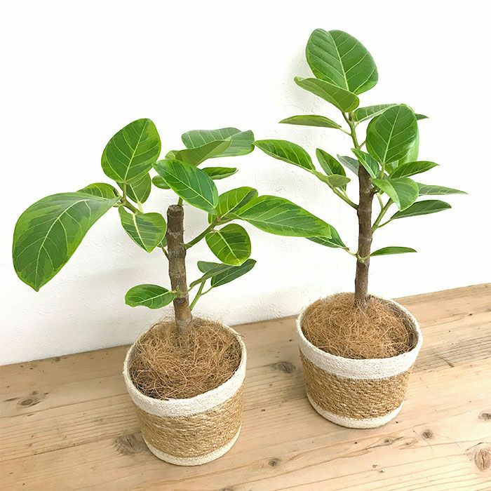 観葉植物 数量限定 フィカス・アルテシーマ ナチュラルバスケットカバー付