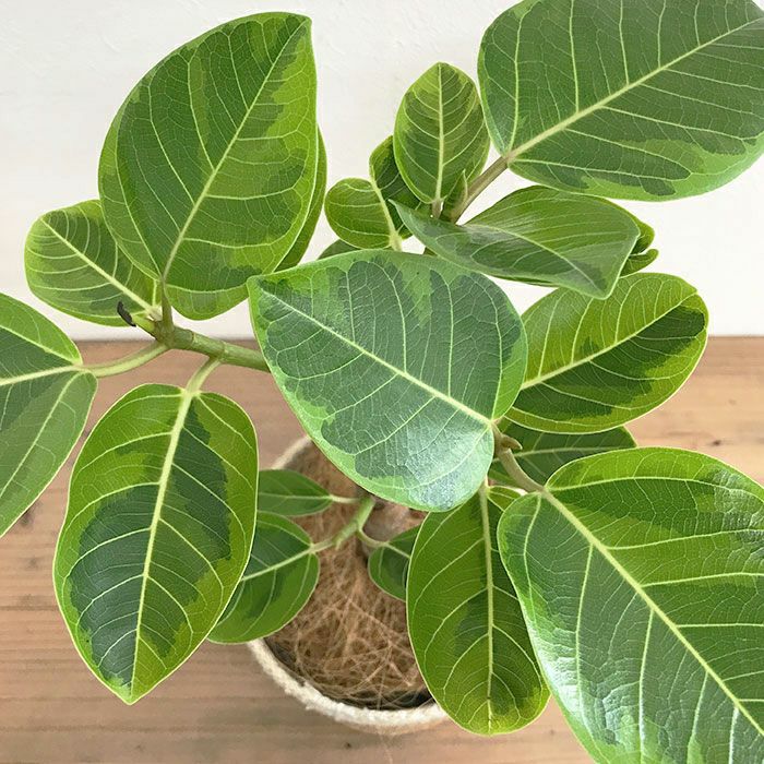 観葉植物 数量限定 フィカス・アルテシーマ ナチュラルバスケットカバー付