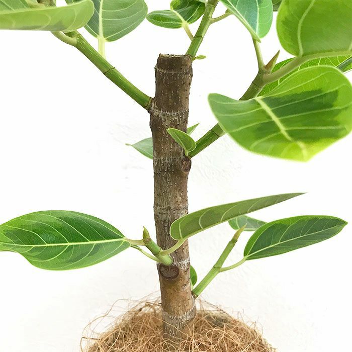 観葉植物 数量限定 フィカス・アルテシーマ ナチュラルバスケットカバー付