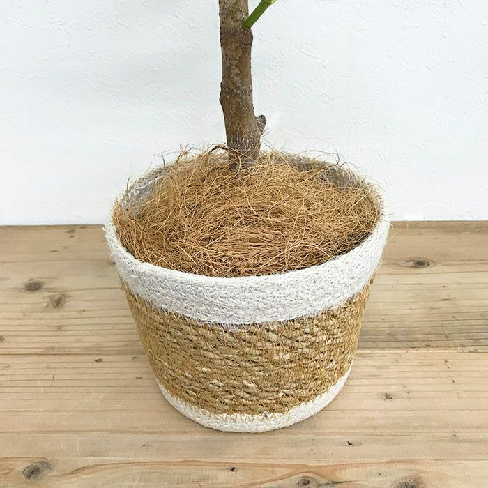 観葉植物 数量限定 フィカス・アルテシーマ ナチュラルバスケットカバー付
