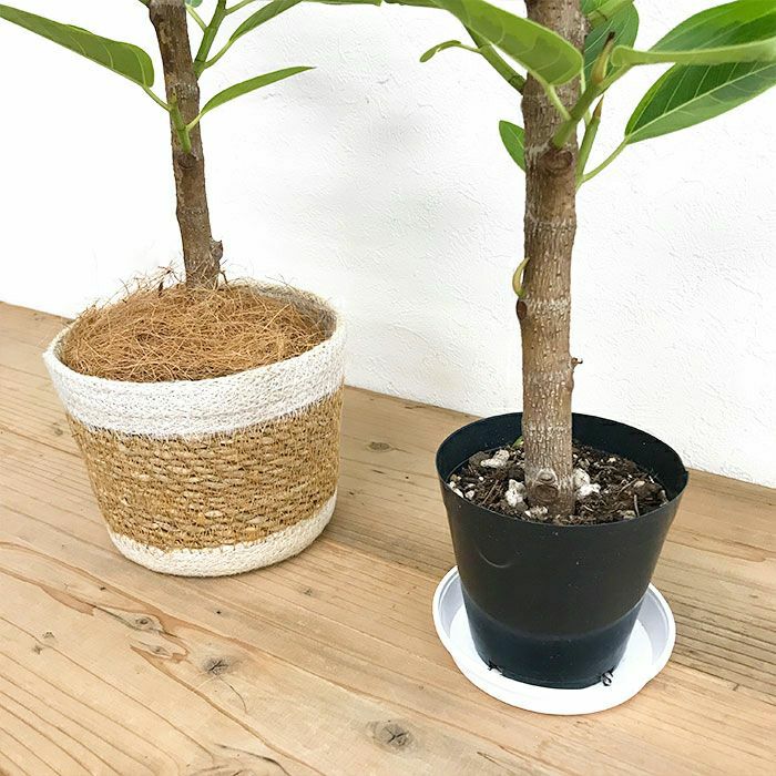 観葉植物 数量限定 フィカス・アルテシーマ ナチュラルバスケットカバー付