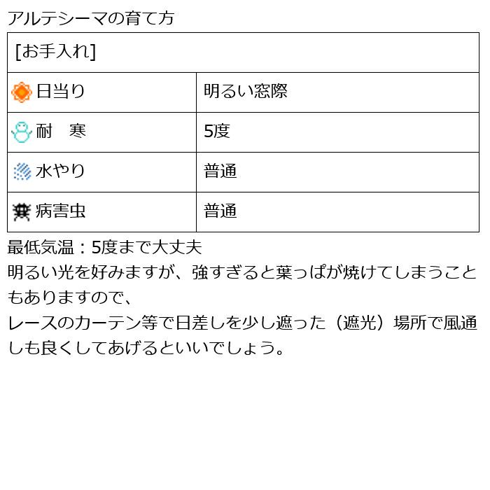 観葉植物 数量限定 フィカス・アルテシーマ ナチュラルバスケットカバー付