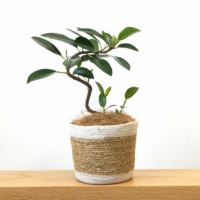 観葉植物 数量限定 フランスゴム ナチュラルバスケットカバー付