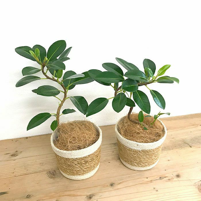 観葉植物 数量限定 フランスゴム ナチュラルバスケットカバー付