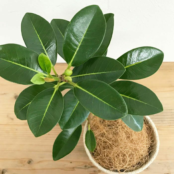 観葉植物 数量限定 フランスゴム ナチュラルバスケットカバー付