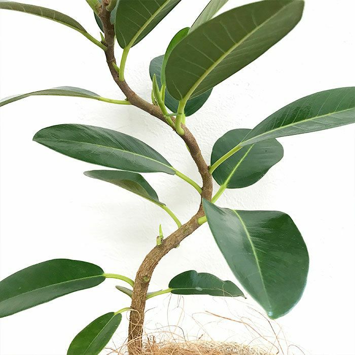 観葉植物 数量限定 フランスゴム ナチュラルバスケットカバー付