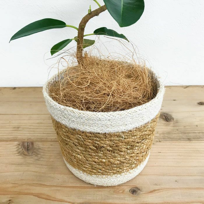 観葉植物 数量限定 フランスゴム ナチュラルバスケットカバー付
