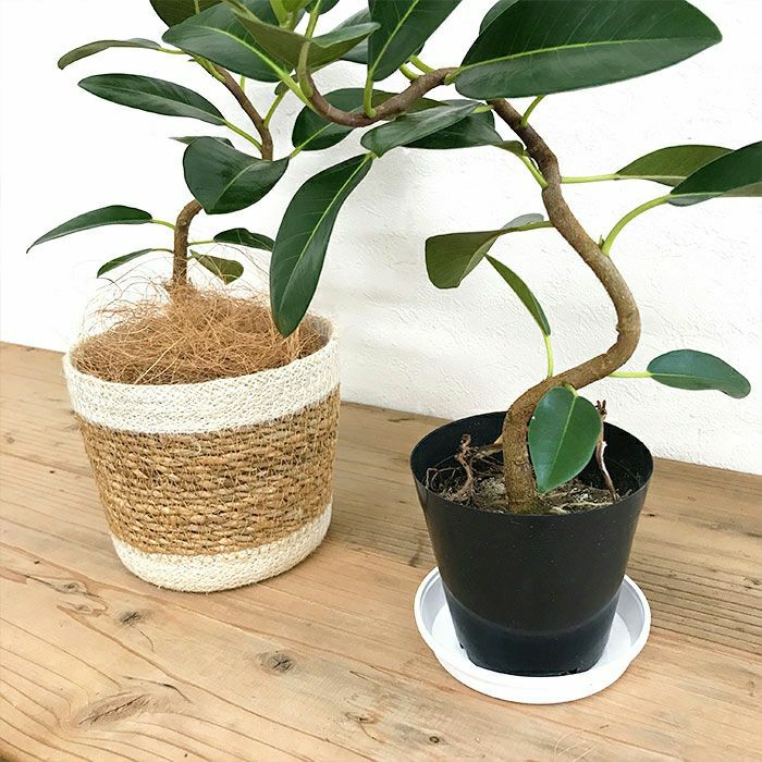 観葉植物 数量限定 フランスゴム ナチュラルバスケットカバー付