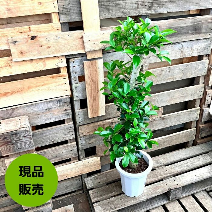 観葉植物現品販売