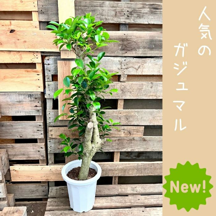 観葉植物現品販売