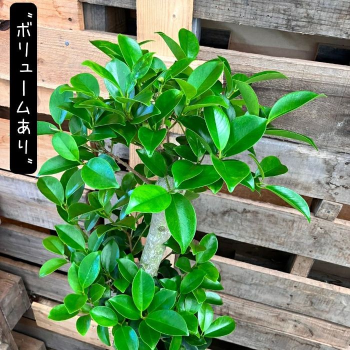 観葉植物現品販売