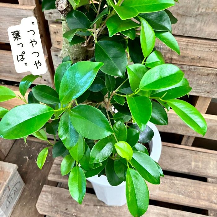 観葉植物現品販売