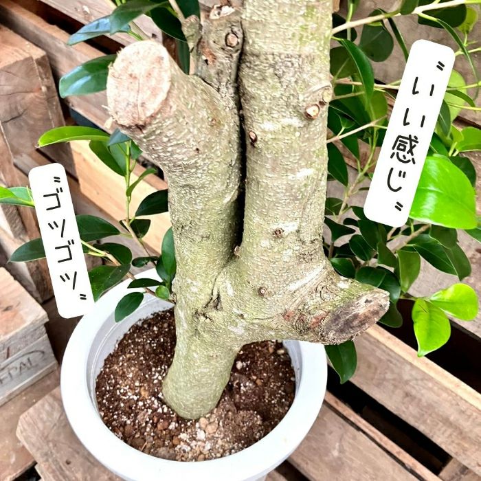 観葉植物現品販売