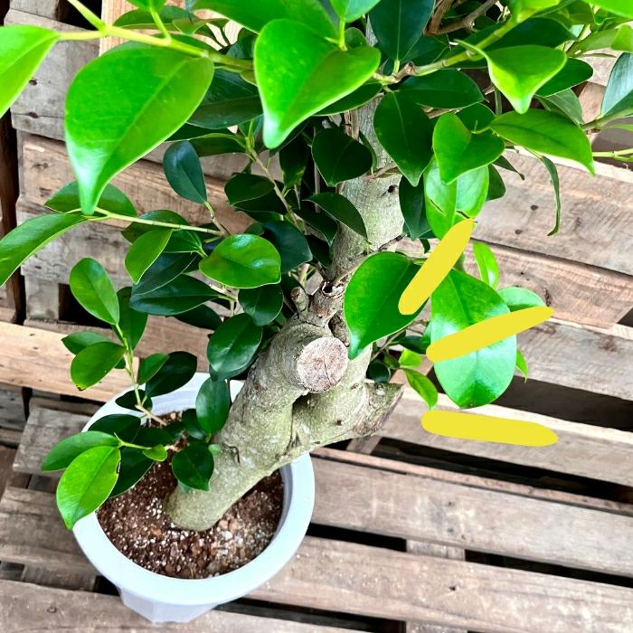 観葉植物現品販売