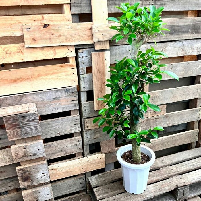 観葉植物現品販売