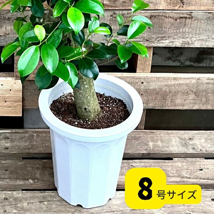 観葉植物現品販売