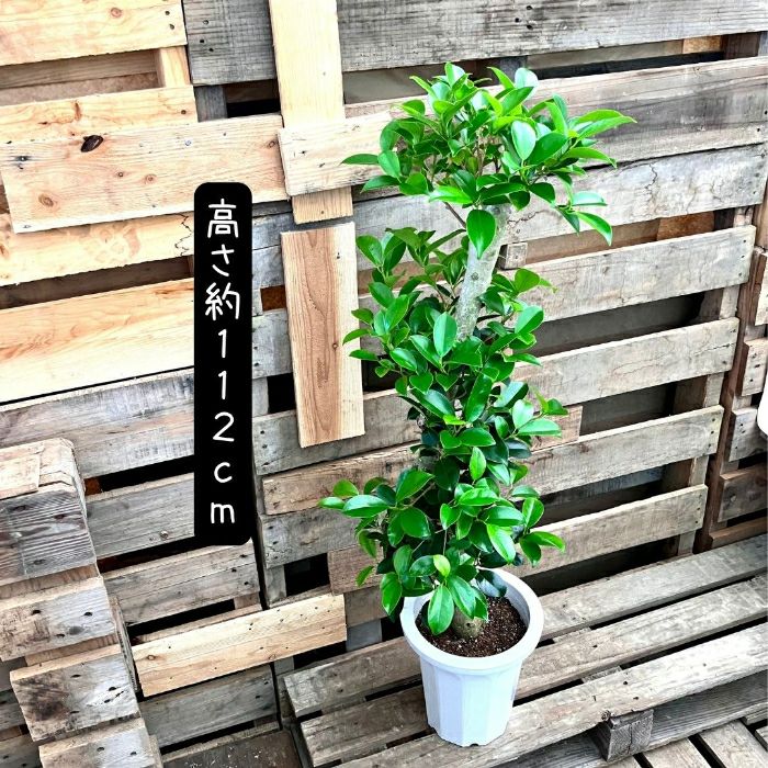 観葉植物現品販売