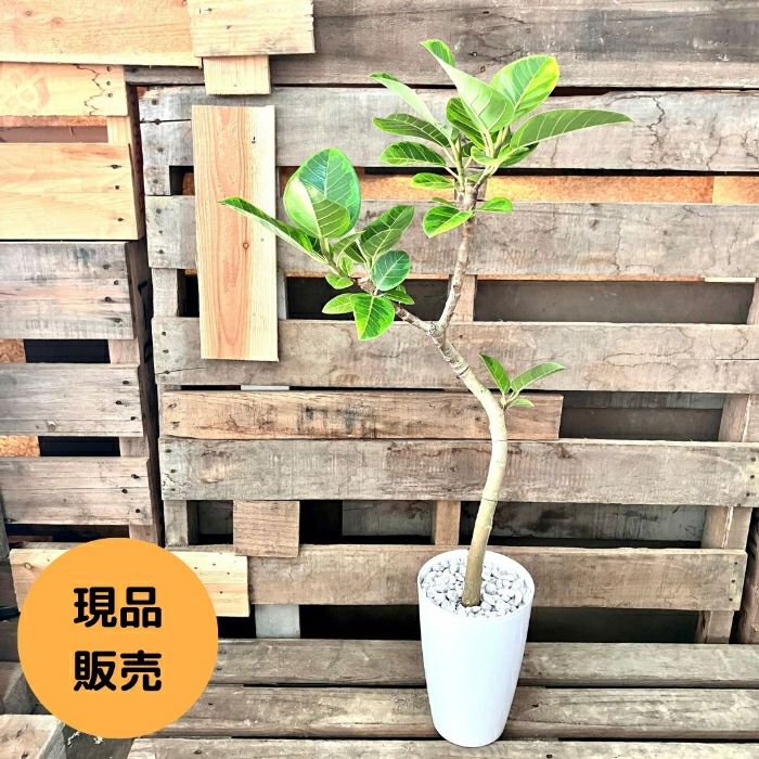 観葉植物現品販売
