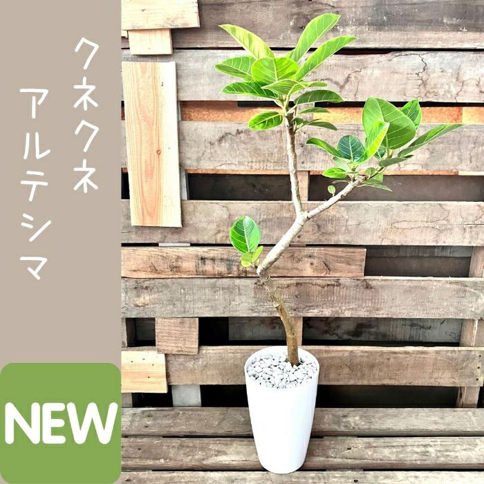 観葉植物現品販売