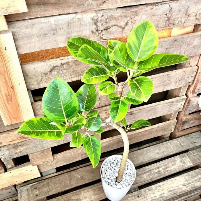 観葉植物現品販売