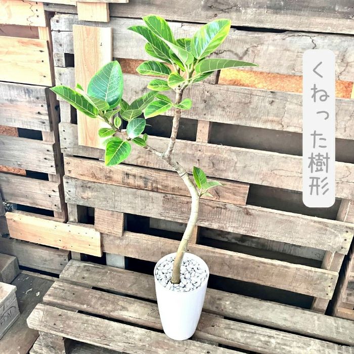 観葉植物現品販売