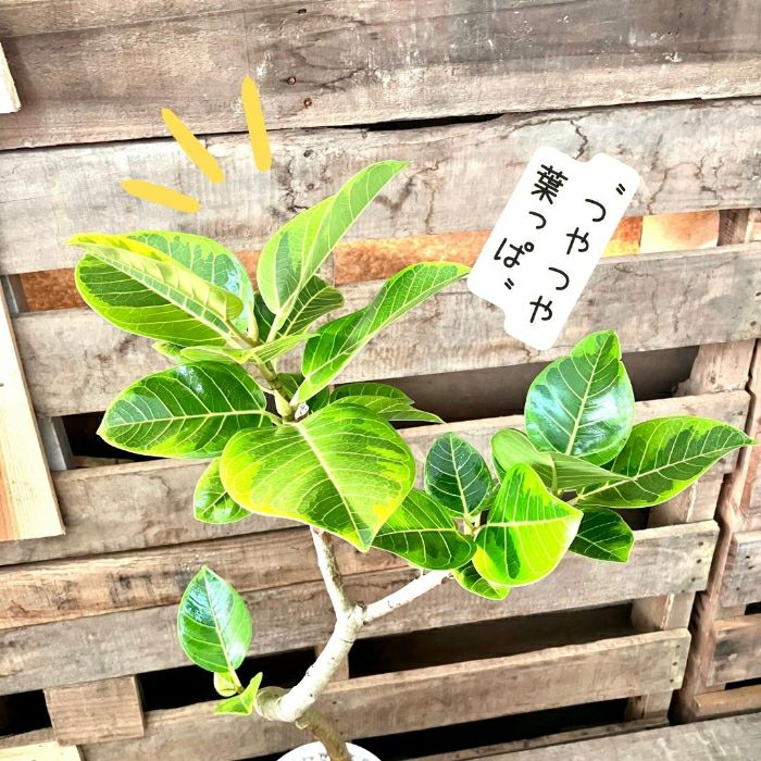 観葉植物現品販売