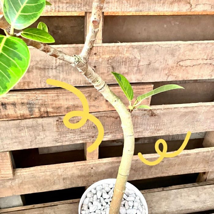 観葉植物現品販売