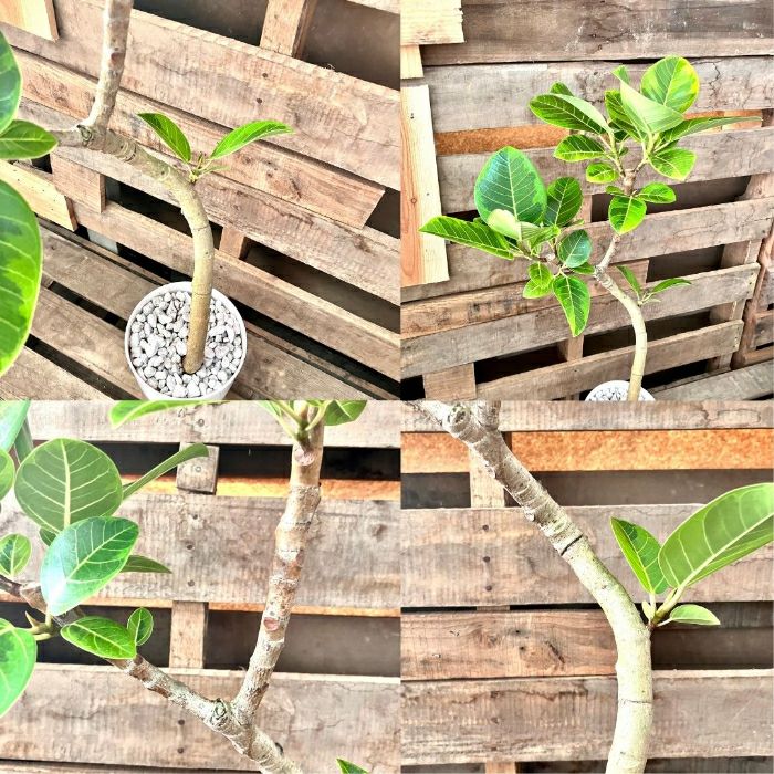 観葉植物現品販売